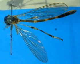 Leptogaster cf. augusta, female - dorsal view