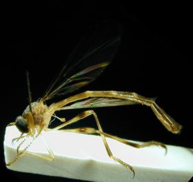 Leptogaster cf. augusta, female - lateral view