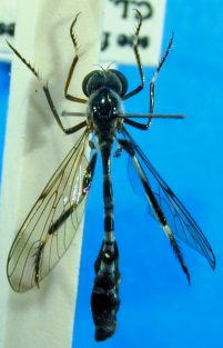 Leptogaster basilaris, female - dorsal view