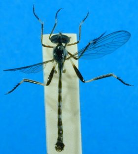 Leptogaster basilaris, male - dorsal view