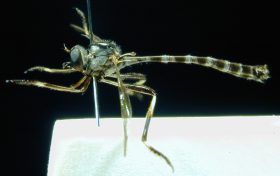 Leptogaster basilaris, male, - lateral view