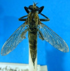 Machimus species (1), female - dorsal view