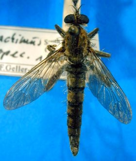 Machimus species (1), male - dorsal view