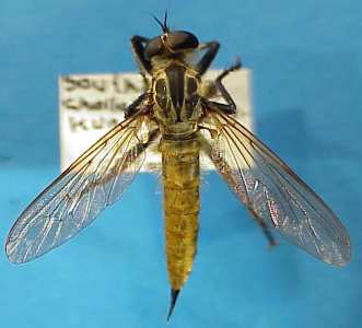 Machimus aurulentus, female - dorsal view