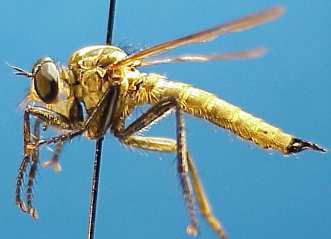 Machimus aurulentus, female - lateral view