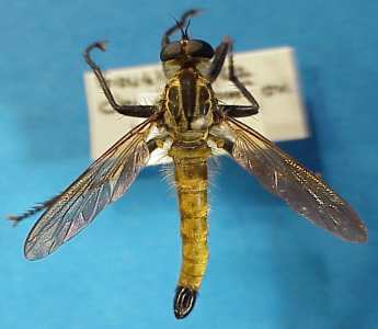 Machimus aurulentus, male - dorsal view