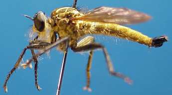 Machimus aurulentus, male, - lateral view