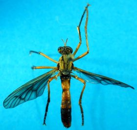 Molobratia species (1), male - dorsal view