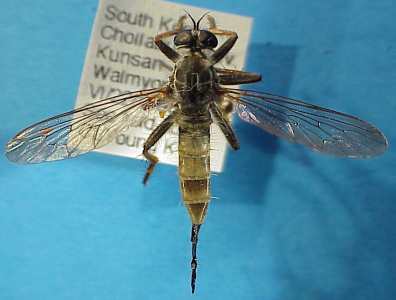 Neoitamus angusticornis, female - dorsal view