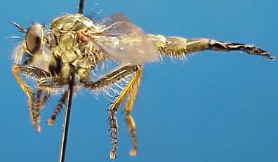 Neoitamus angusticornis, female - lateral view