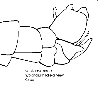 Neoitamus angusticornis, female - lateral view