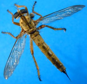 Neomochtherus species (1), female - dorsal view