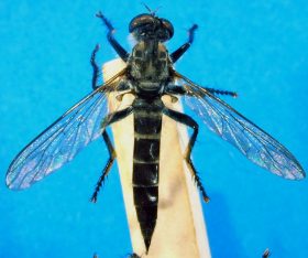 Neoitamus species (1), female - dorsal view