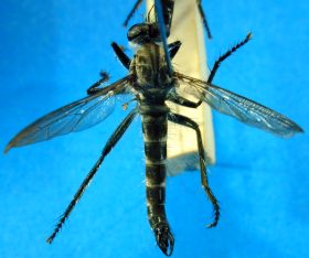 Neoitamus species (1), male - dorsal view