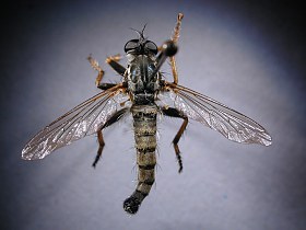 Neoitamus cf. cothurnatus univittatus, male - dorsal view