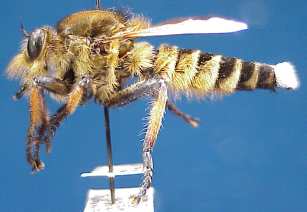 Promachus yesonicus, male, - lateral view