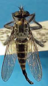 Promachus nigribarbatus, female - dorsal view