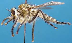 Promachus nigribarbatus, female - lateral view