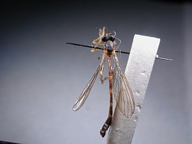 Psilonyx species (1), male - dorsal view