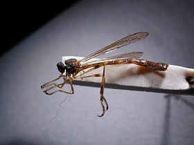 Psilonyx species (1), female - lateral view