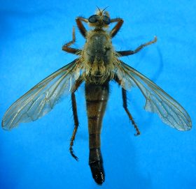 Stenopogon species (1), female - dorsal view