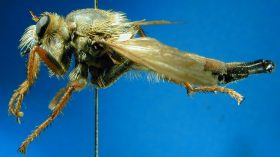 Stenopogon species (1), female - lateral view