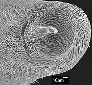 Hoplistomerus nobilis, pit with sensory element