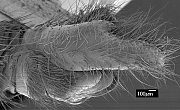 Philonicus albiceps, lateral
