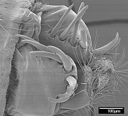 Lasiopogon cinctus, dorsolateral - acanthophorites with spines