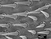 Dysmachus trigonus, lateral - sensory hairs