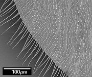 Damalis femoralis, anal cell - hairs & microtrichia