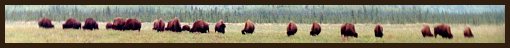 Canadian Buffalos [Foto: C. Page]