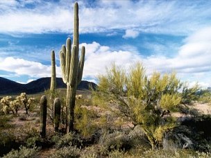 Saguaro [Foto: G. Bernhard]