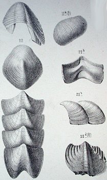 Originalzeichnung Chiton corrugatus aus Sandberger