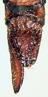 Rhionaeschna maita, terminalia - ventral