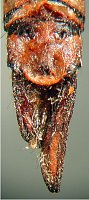 Rhionaeschna maita, terminalia - dorsal