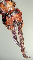 Rhionaeschna maita, terminalia - lateral