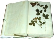 herbarium of Nassau