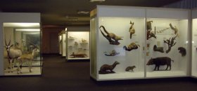exotic animals - third floor
