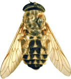 Tabanus autumnalis