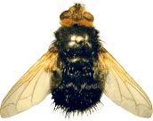 Tachina grossa