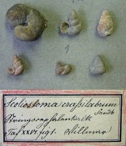 Scoliostoma crassilabrum (= Scoliostoma dannenbergi BRAUN)