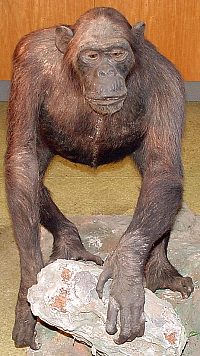 chimpanzee before restrestoration