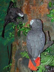 Grey parrots