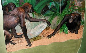 chimpanzees