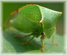 Stictocephala bisonia - © F. Geller-Grimm