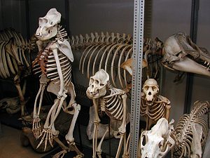 Blick in einen Teil der Skelettsammlung