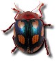 beetle