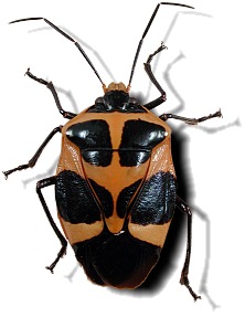 Heteroptera