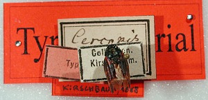 Cercopis obliterata